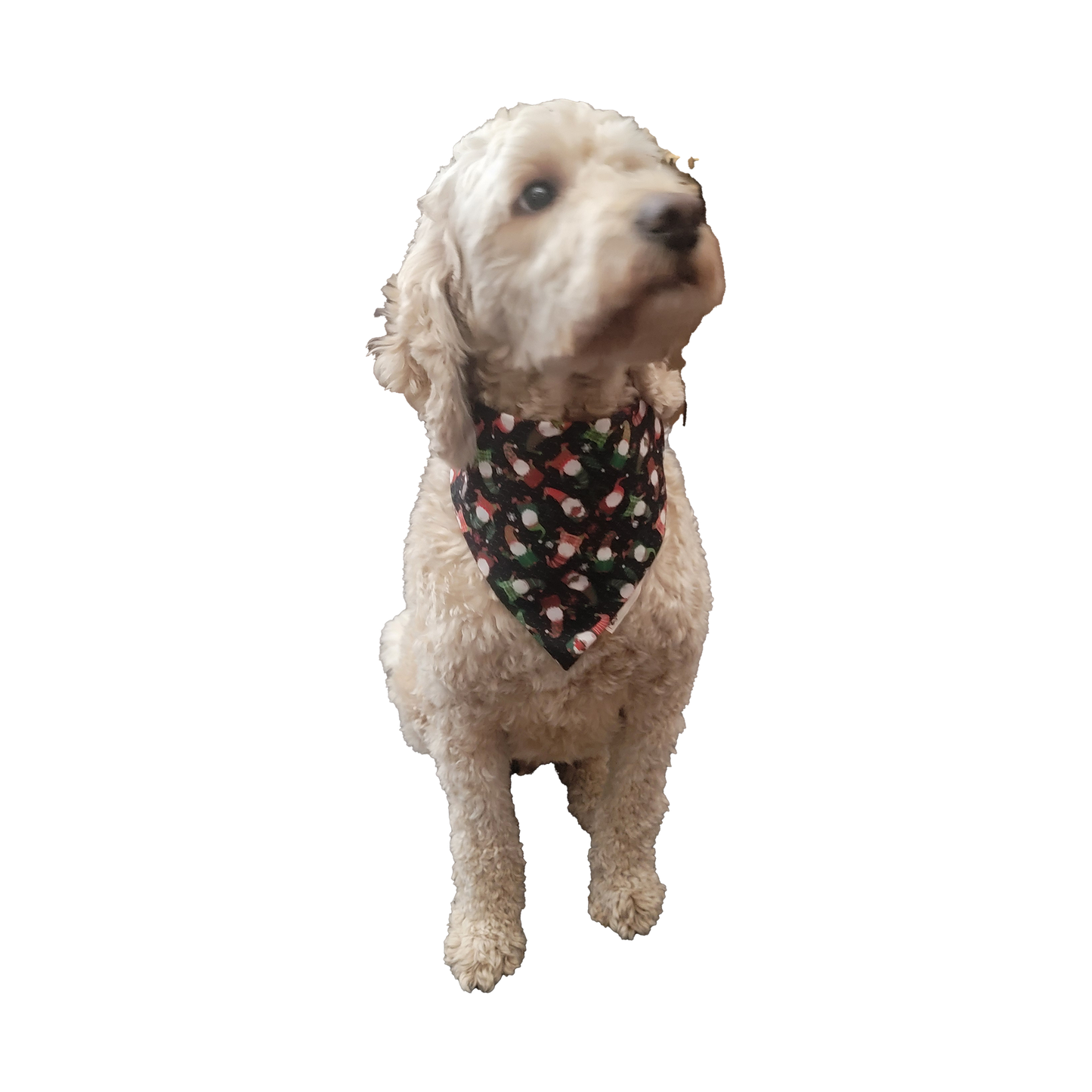 Christmas Gnome Celebration Dog Bandana